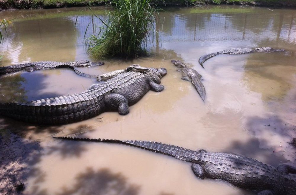 Best Parks In North East Texas - East Texas Zoo and Gator Park