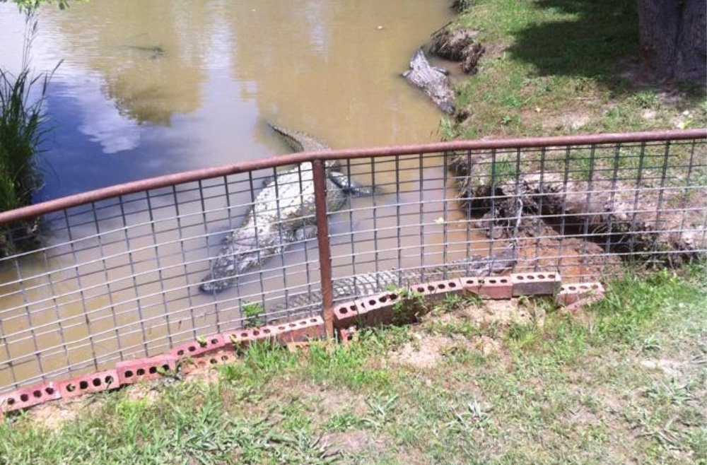 Best Parks In North East Texas - East Texas Zoo and Gator Park