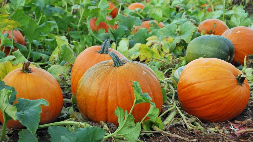 Pumpkin patches in east texas