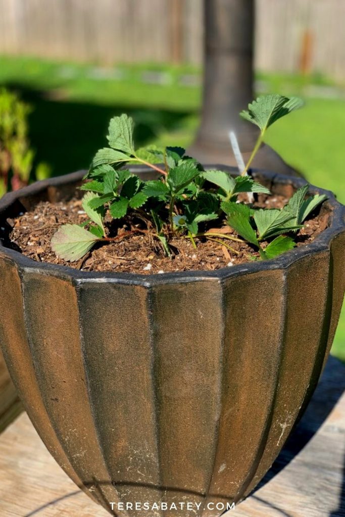 DIY Raised Wild Flower Garden
