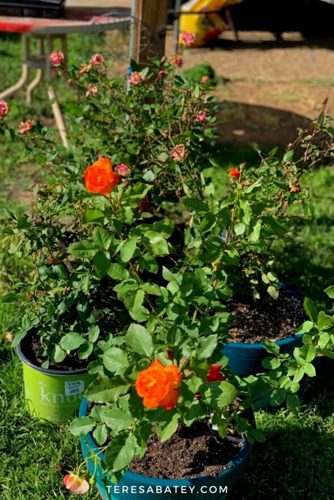 DIY Raised Wild Flower Garden