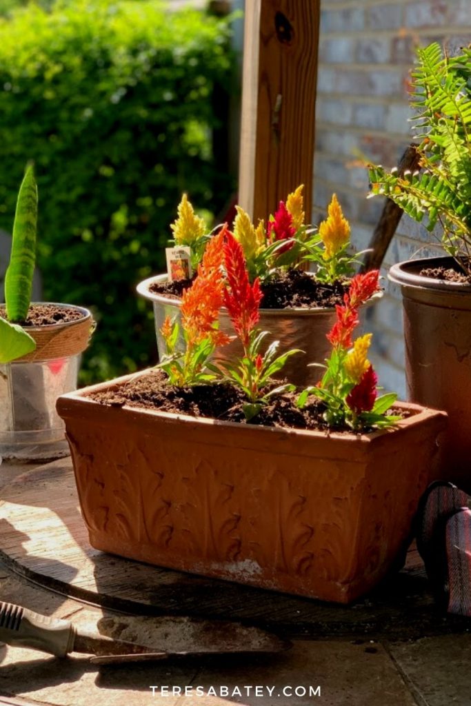 DIY Raised Wild Flower Garden
