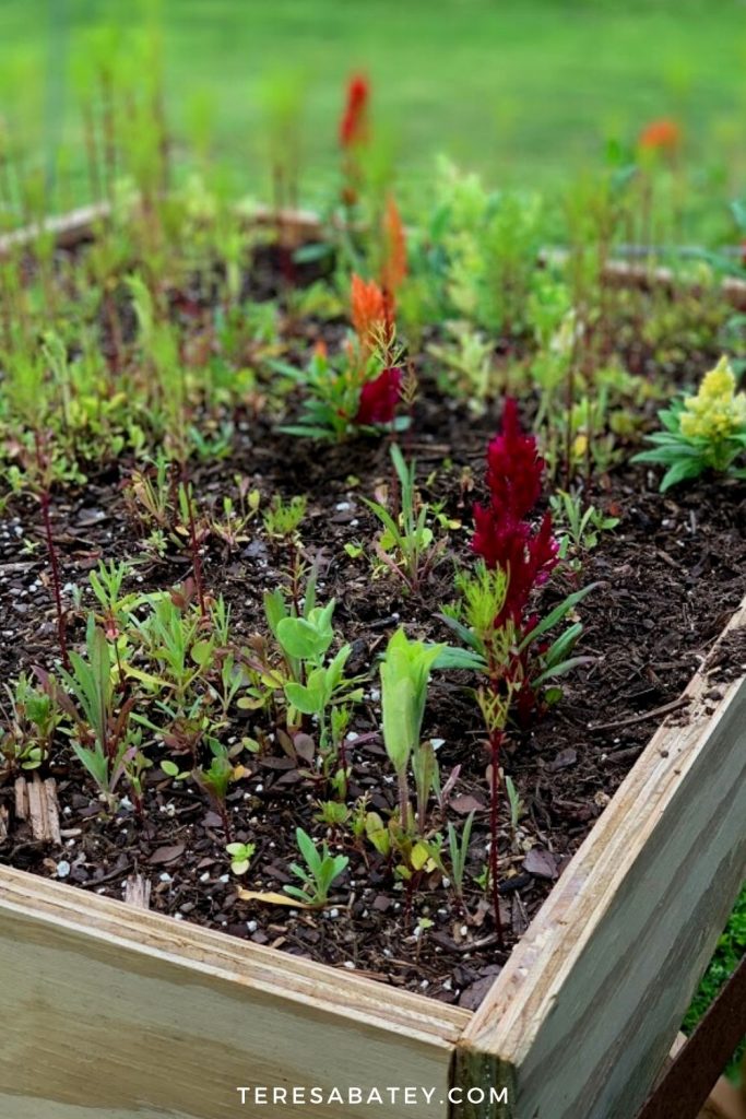 DIY Raised Wild Flower Garden
