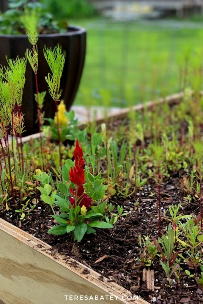 DIY Raised Wild Flower Garden