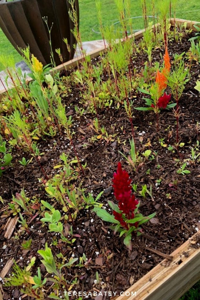 DIY Raised Wild Flower Garden