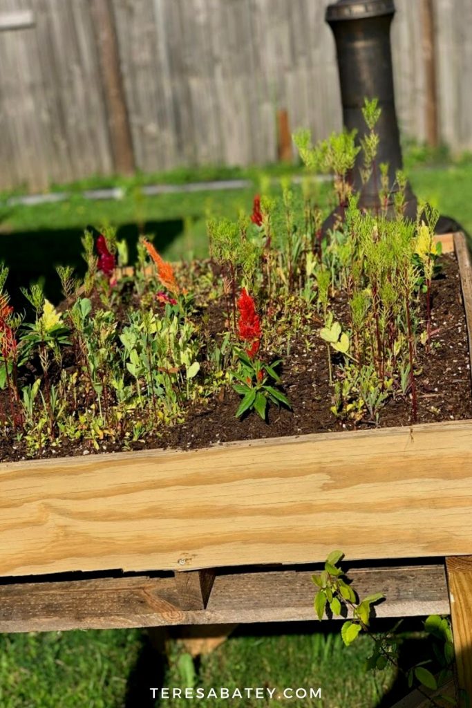 DIY Raised Wild Flower Garden