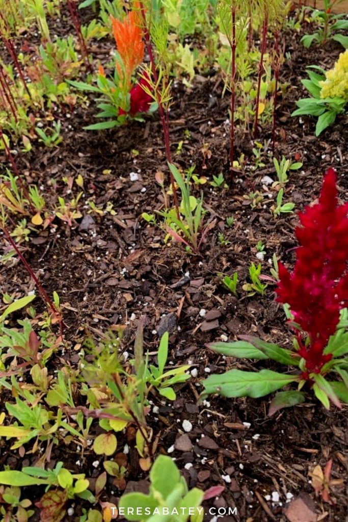DIY Raised Wild Flower Garden