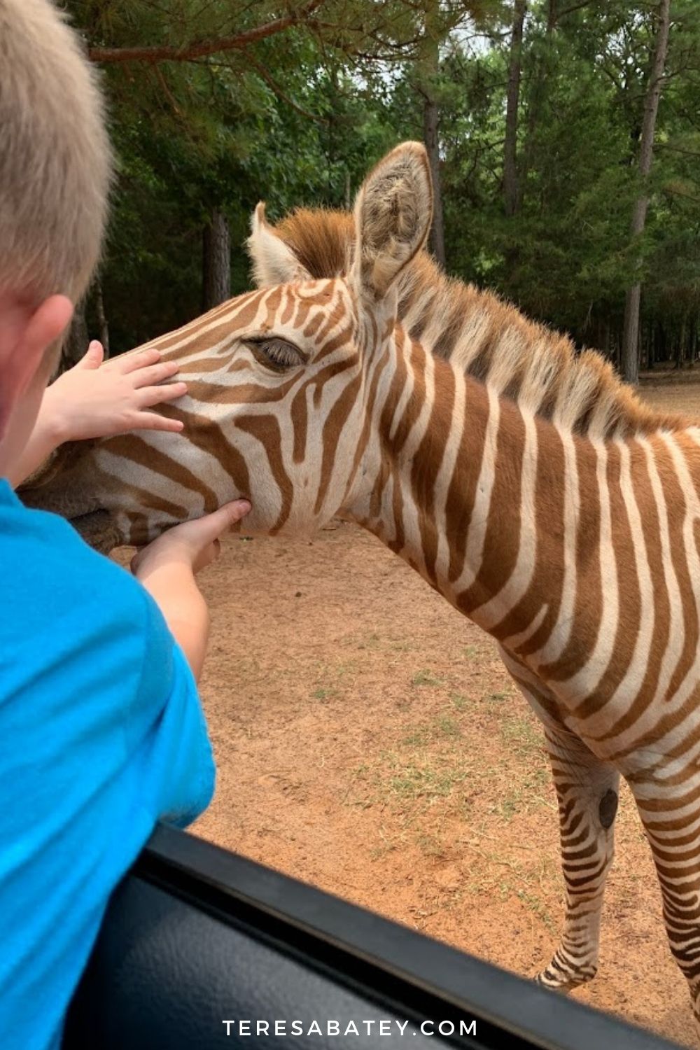 Experience Cherokee Trace Drive-Thru Safari in East Texas