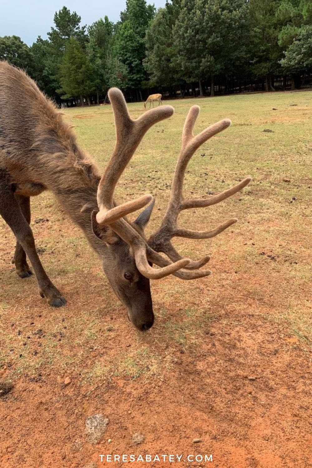Experience Cherokee Trace Drive-Thru Safari in East Texas