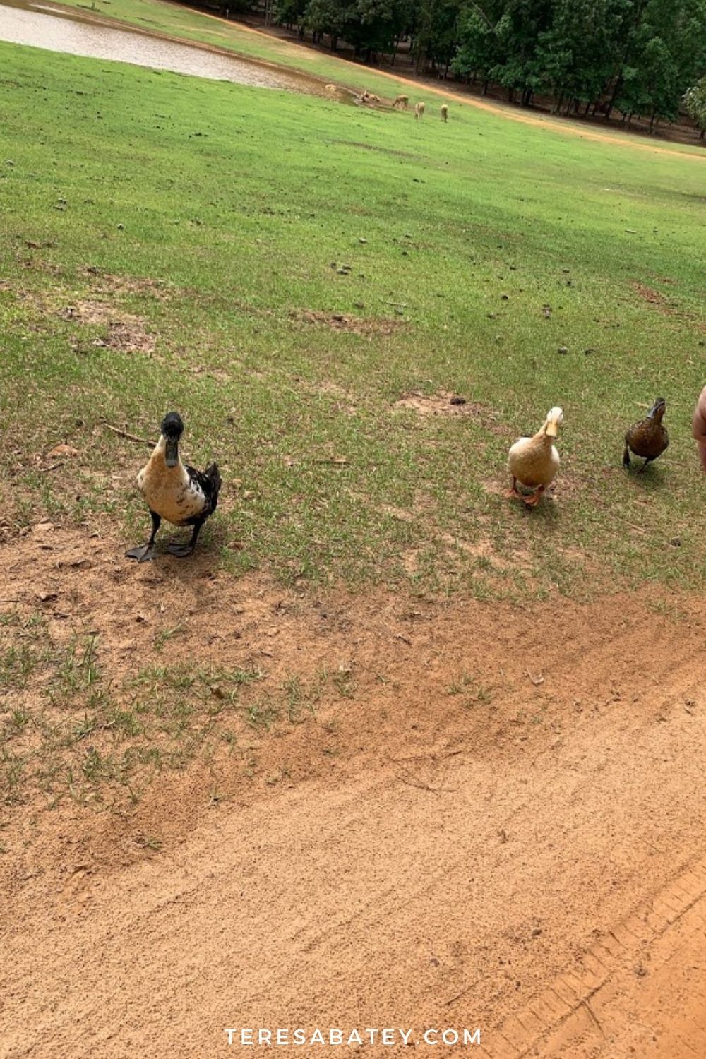 Experience Cherokee Trace Drive-Thru Safari in East Texas