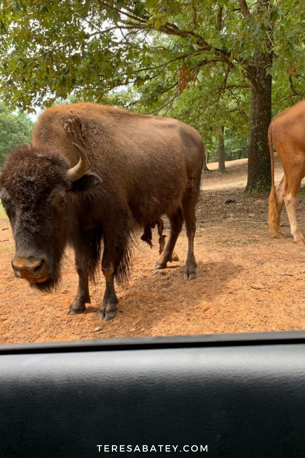 Experience Cherokee Trace Drive-Thru Safari in East Texas