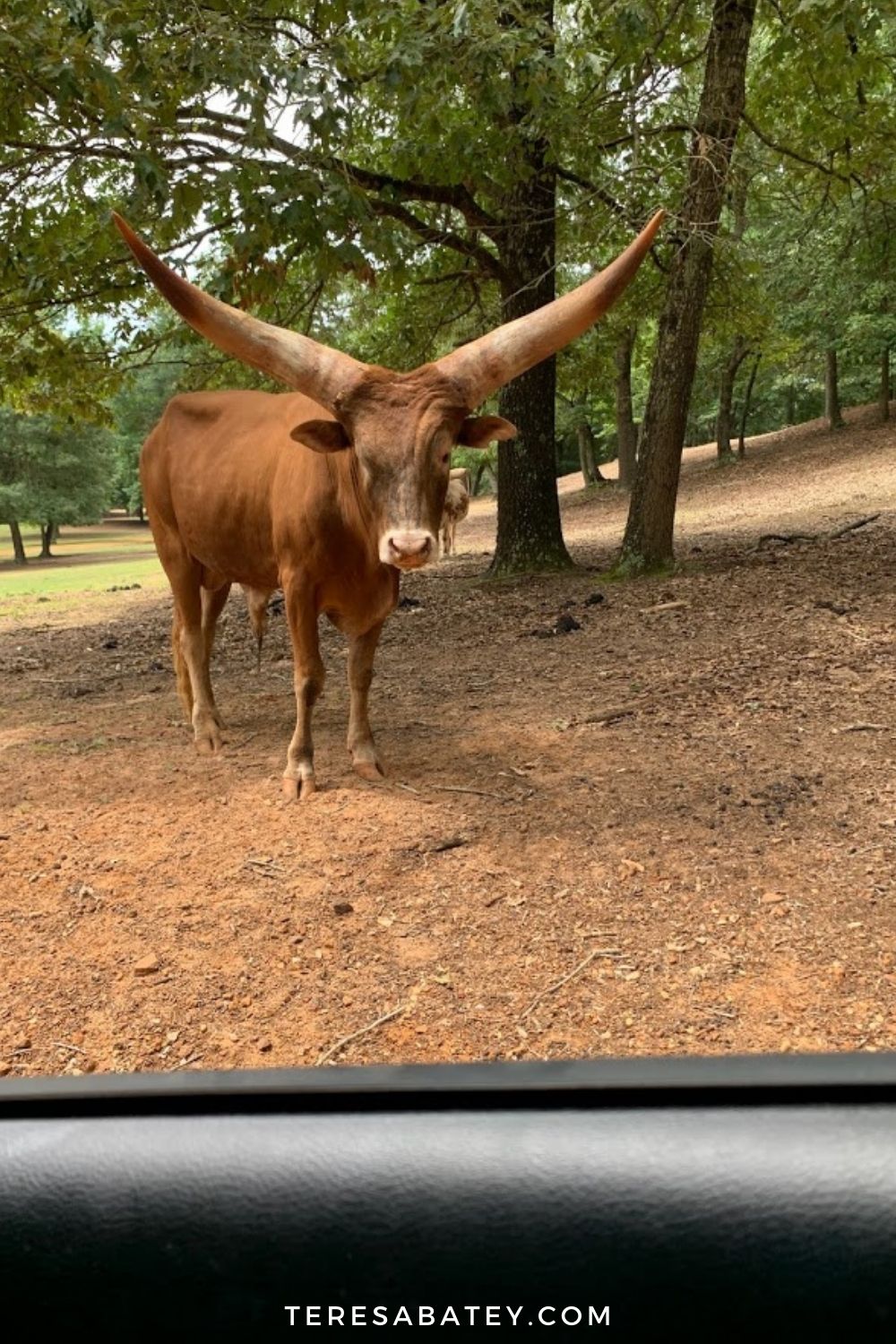 Experience Cherokee Trace Drive-Thru Safari in East Texas