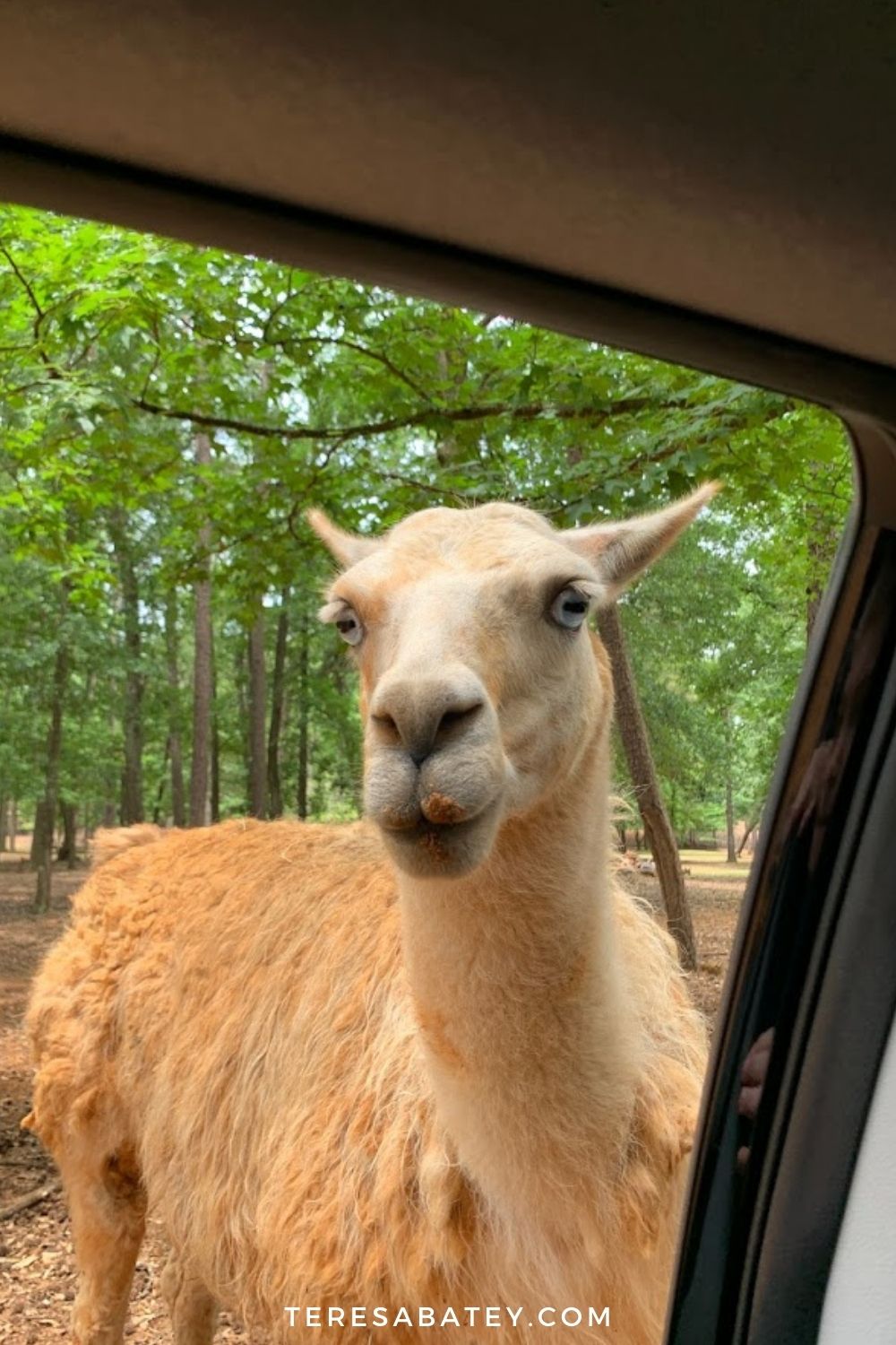 Experience Cherokee Trace Drive-Thru Safari in East Texas