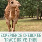 Experience Cherokee Trace Drive-Thru Safari