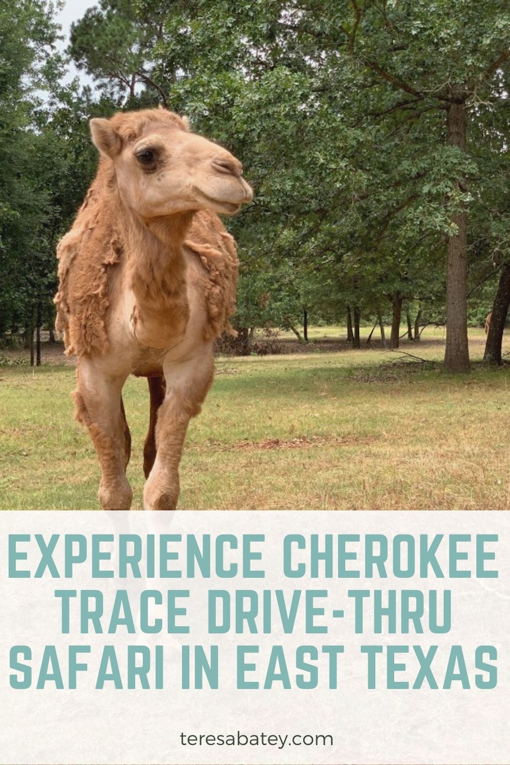 Experience Cherokee Trace Drive-Thru Safari in East Texas