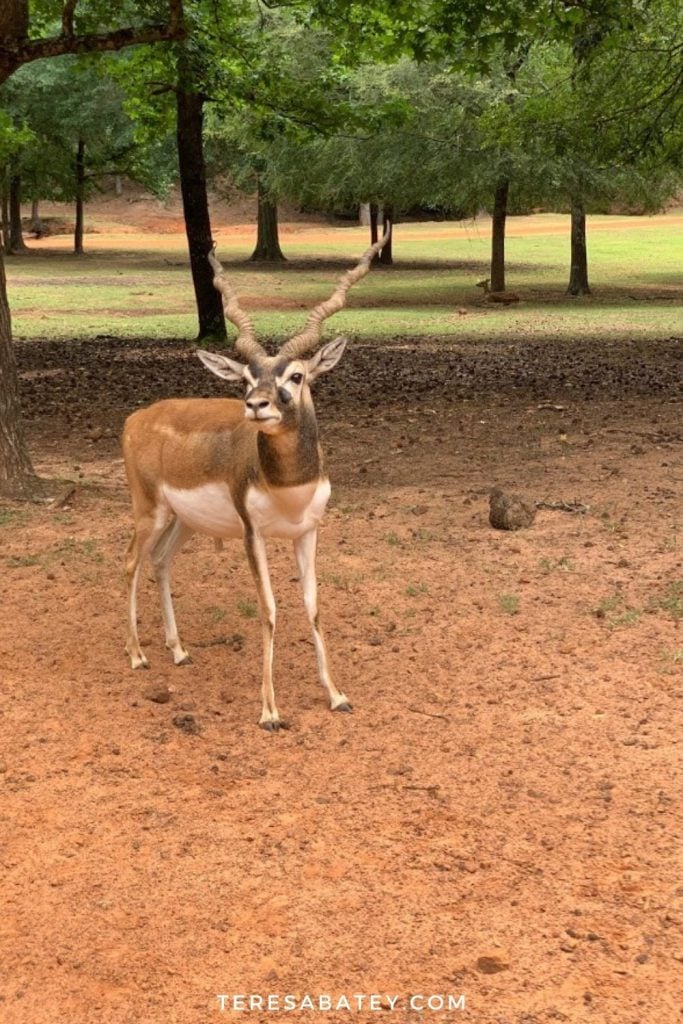 East Texas Family Fun