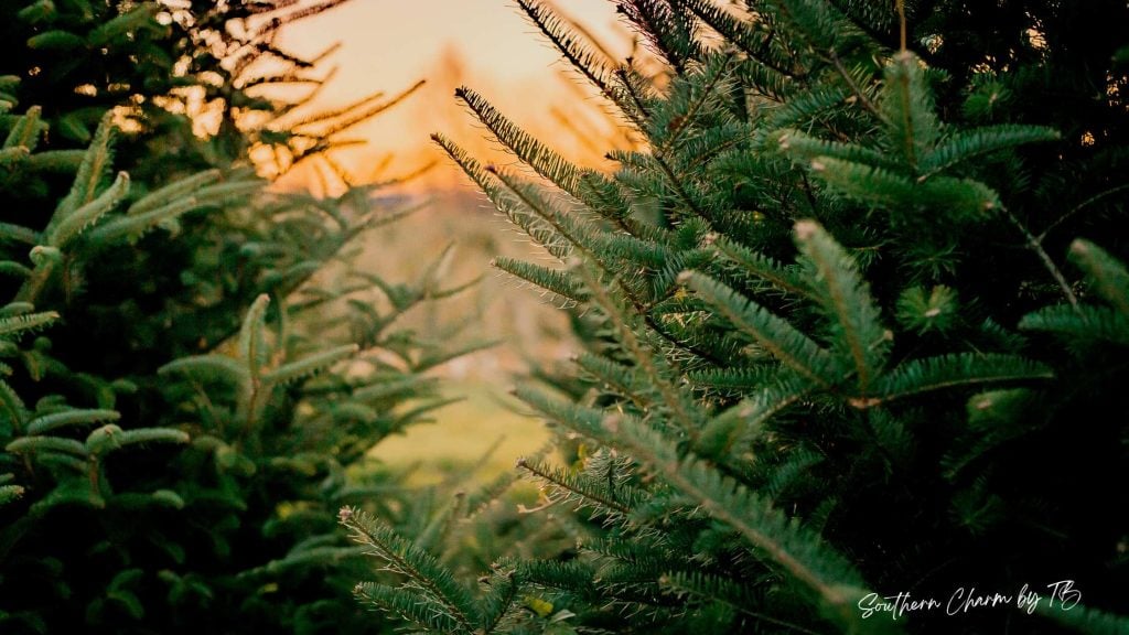 christmas tree farms in east texas